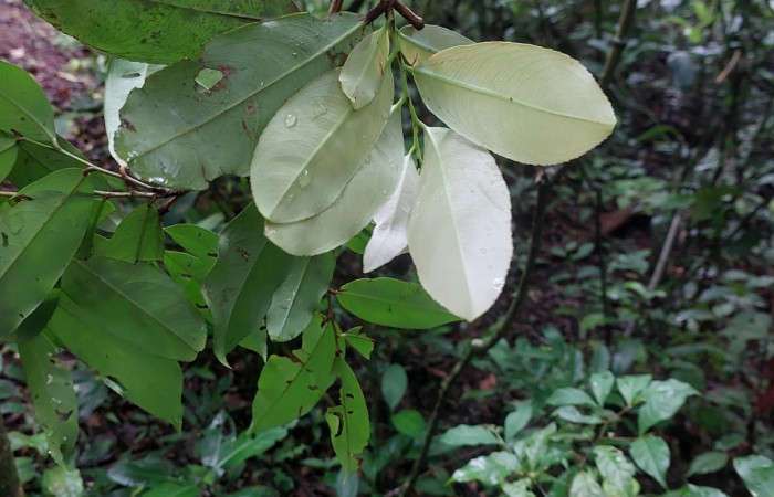  <i>Ouratea lucens</i> (Ochnaceae), planta hospedera de <i>Pheia albisigna</i> (Erebidae). Sector San Cristóbal, Bosque Transición. Foto, Elda Araya, 12 Junio 2024.
