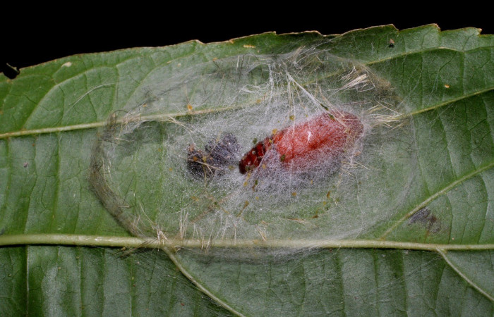 Figura 14. Pupa <i>Bertholdia albipuncta</i>. (06-SRNP-2240-DHJ410263.jpg).