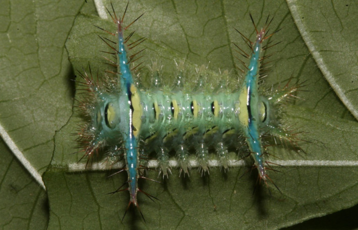 Figura. 10 Larva <i>Parasa macrodonta</i>, (Limacodidae), posición dorsal entero
alimentándose en <i>Palicourea berteroana</i>, (Rubiaceae). (10) 14-SRNP-42744-DHJ708948.jpg).