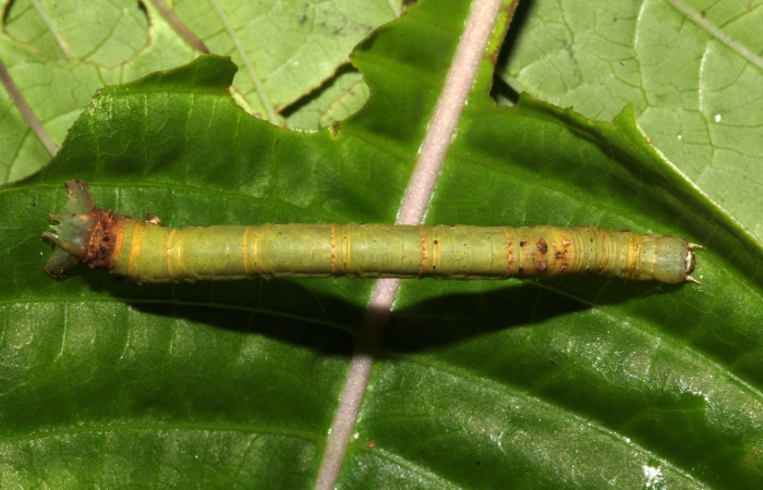 Figura. 12 Larva <i>Acrotomia</i> muciaDHJ03, (Geometridae), posición dorsal entero
alimentándose en <i>Palicourea berteroana</i>, (Rubiaceae). (18-SRNP-31702-DHJ747033.jpg).