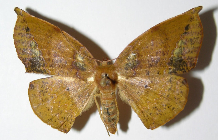 Figura. 13 Adulto <i>Acrotomia</i> muciaDHJ03, (Geometridae), posición vista dorsal
entero. (01-SRNP-9732-DHJ325608).