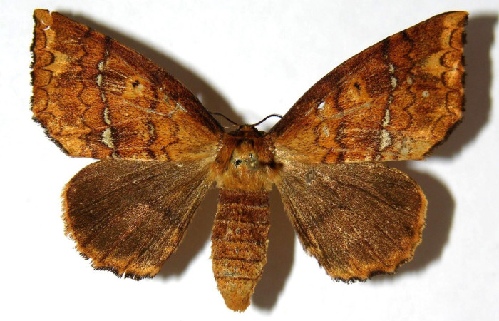 Figura. 15 Adulto <i>Tarchon</i> felderiDHJ01, (Apatelodidae), posición vista dorsal
entero. (04-SRNP-3433-DHJ330146).