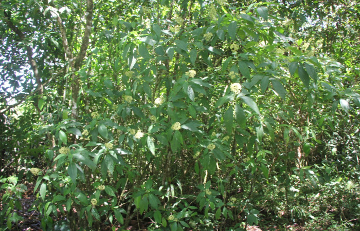 Figura. 1 Habitad, <i>Palicourea  berteroana</i>, (Rubiaceae). Area de Conservación Guanacaste, Sector Rincón
Rain Forest, Estación Leiva. Cafecito, (elevación 410 metros), colectada el 11 de junio 2024. Foto, Jorge Hernández.