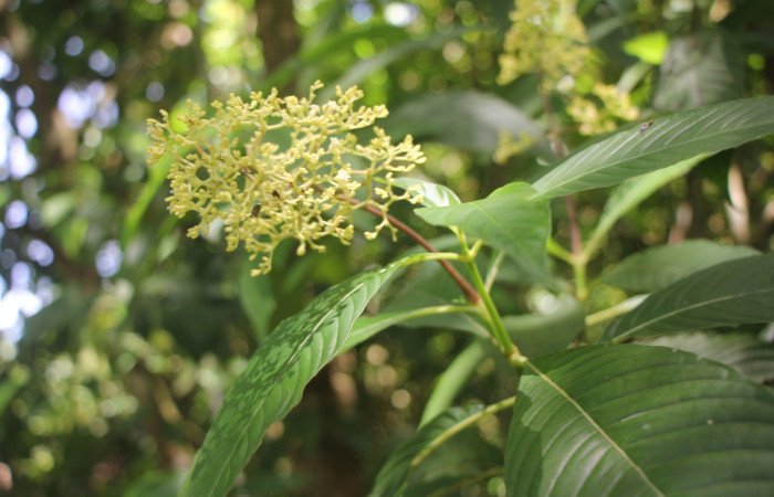 Figura. 2 Habitad, <i>Palicourea  berteroana</i>, (Rubiaceae). Area de Conservación Guanacaste, Sector Rincón
Rain Forest, Estación Leiva. Cafecito, (elevación 410 metros), colectada el 11 de junio 2024. Foto, Jorge Hernández.