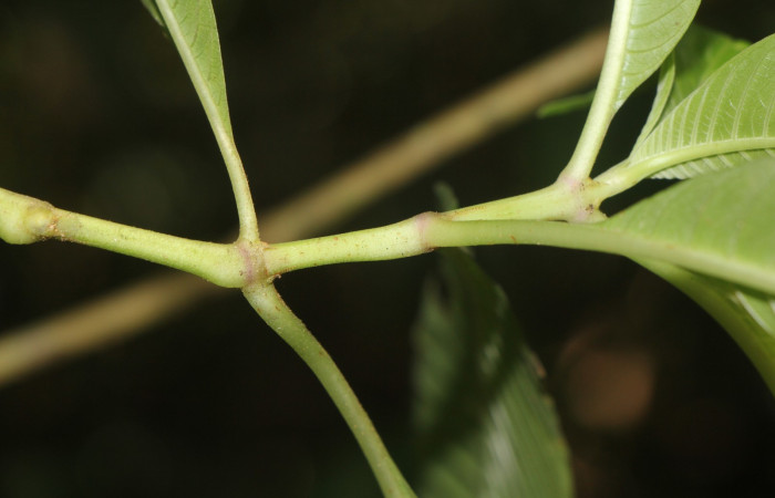 Figura. 3 Posición de hojas, <i>Palicourea  berteroana</i>, (Rubiaceae). Area de Conservación Guanacaste, Sector Rincón
Rain Forest, Estación Leiva. Cafecito, (elevación 410 metros), colectada el 14 de junio 2024. Foto, Jorge Hernández.