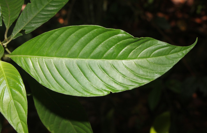Figura. 4  Hojas haz , <i>Palicourea  berteroana</i>, (Rubiaceae). Area de Conservación Guanacaste, Sector Rincón
Rain Forest, Estación Leiva. Cafecito, (elevación 410 metros), colectada el 11 de junio 2024. Foto, Jorge Hernández.