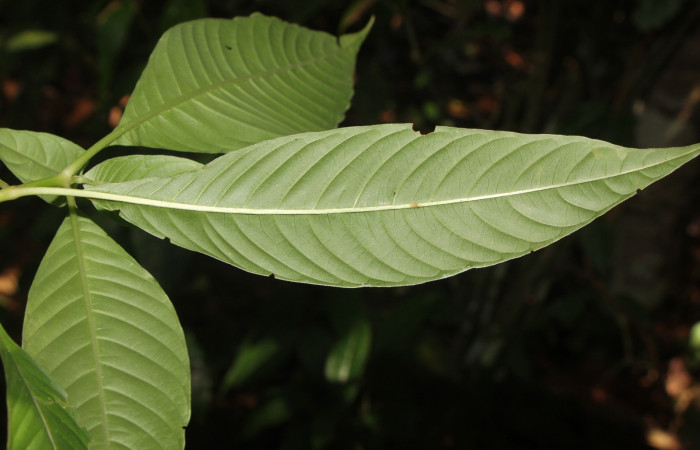 Figura. 5 Hojas envés , <i>Palicourea  berteroana</i>, (Rubiaceae). Area de Conservación Guanacaste, Sector Rincón
Rain Forest, Estación Leiva. Cafecito, (elevación 410 metros), colectada el 11 de junio 2024. Foto, Jorge Hernández.
