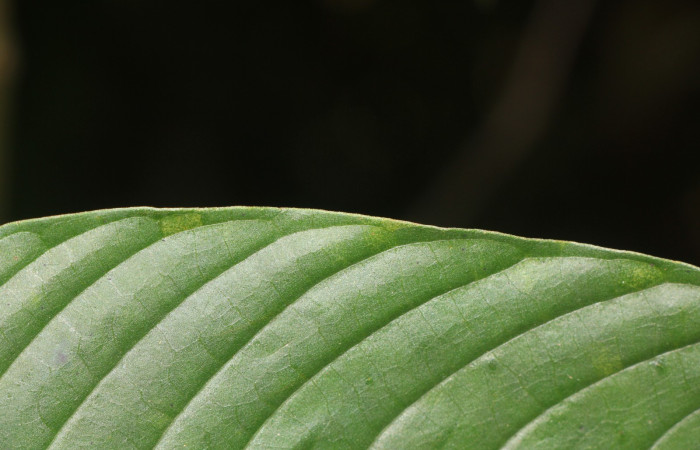 Figura. 6  Margen, <i>Palicourea  berteroana</i>, (Rubiaceae). Area de Conservación Guanacaste, Sector Rincón
Rain Forest, Estación Leiva. Cafecito, (elevación 410 metros), colectada el 11 de junio 2024. Foto, Jorge Hernández.