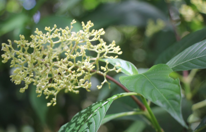 Figura. 7  Flor lateral, <i>Palicourea  berteroana</i>, (Rubiaceae). Area de Conservación Guanacaste, Sector Rincón
Rain Forest, Estación Leiva. Cafecito, (elevación 410 metros), colectada el 11 de junio 2024. Foto, Jorge Hernández.