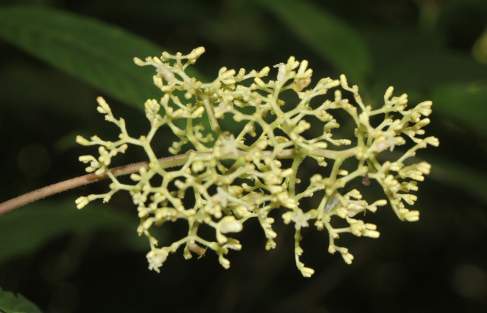 Figura. 8  Flor frente, <i>Palicourea  berteroana</i>, (Rubiaceae). Area de Conservación Guanacaste, Sector Rincón
Rain Forest, Estación Leiva. Cafecito, (elevación 410 metros), colectada el 11 de junio 2024. Foto, Jorge Hernández.