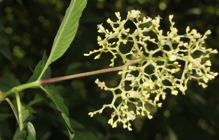 Figura. 9  Flor frente, <i>Palicourea  berteroana</i>, (Rubiaceae). Area de Conservación Guanacaste, Sector Rincón
Rain Forest, Estación Leiva. Cafecito, (elevación 410 metros), colectada el 11 de junio 2024. Foto, Jorge Hernández.