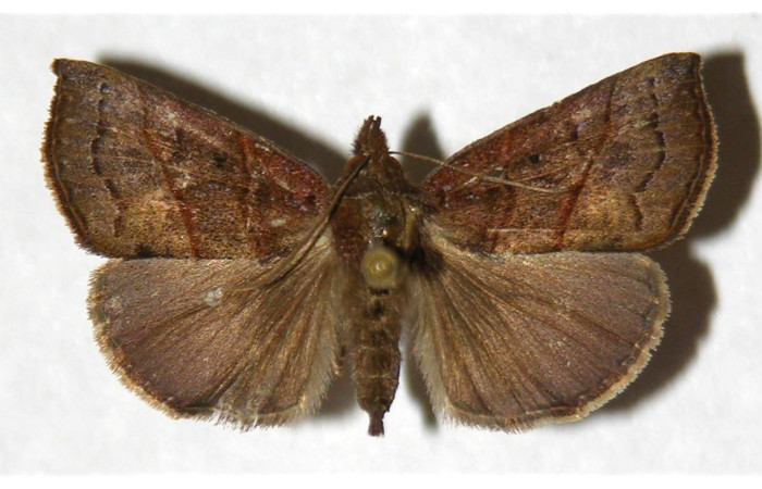Figura 10. Adulto (dorsal), <i>Hypena lollia</i> (Erebidae). (00-SRNP-11999-DHJ321952).