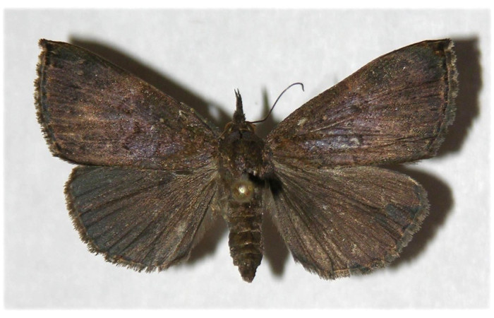 Figura 12. Adulto (dorsal), Hypena Poole11 (Erebidae). (05-SRNP-42232-DHJ319810)