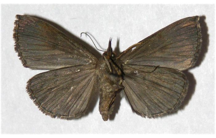 Figura 13. Adulto (ventral), <i>Hypena</i> Poole11 (Erebidae). (05-SRNP-42232-DHJ319811).