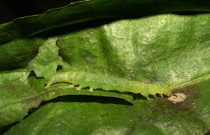 Figura 6. Detalle lateral, <i>Hypena</i> Poole11 (Erebidae). (05-SRNP-42232-DHJ407545).
