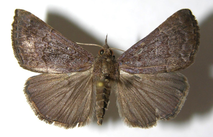 Figura 14. Adulto (dorsal), <i>Hypena margaretta</i> (Erebidae). (06-SRNP-41857-DHJ350758).