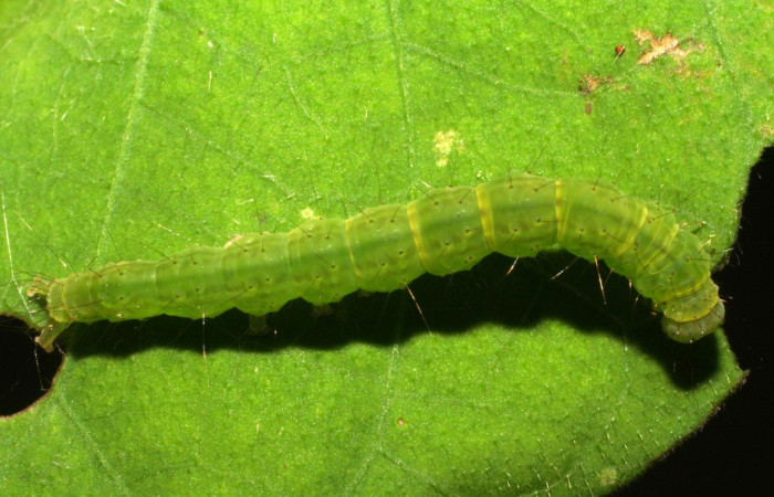 Figura 8. Detalle dorsal, <i>Hypena vetustalis</i> (Erebidae). (06-SRNP-41857-DHJ414512).