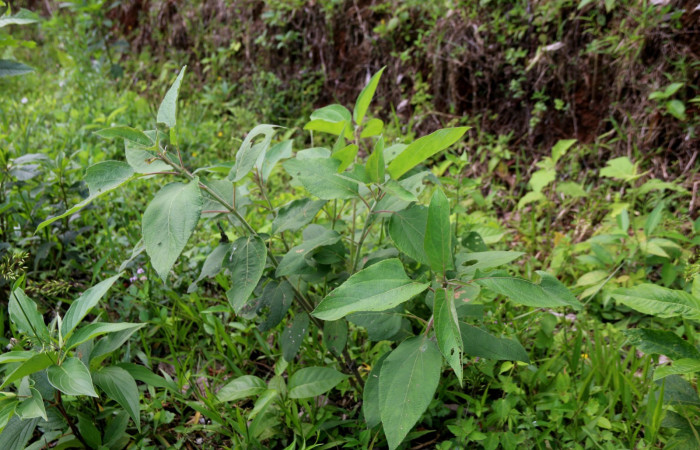Fig 1. Una de las planta donde mayor registro de alimentación de <i>Hypena lollia</i> (Erebidae)) <i>Zexmenia virgulta</i> (Asteraceae) es su planta hospedera favorita. Foto Minor Carmona Sendero Camino a Rio Niño.