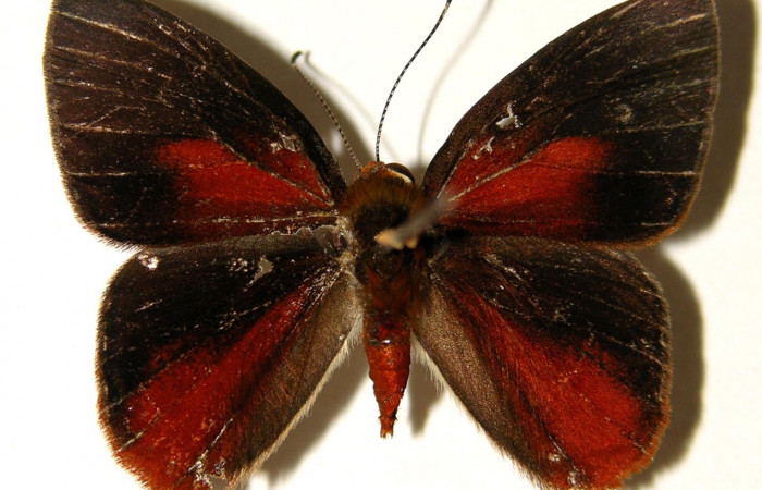 Figura 15. Adulto macho <i>Euselasia mystica</i> (Riodinidae), posición dorsal, 02-SRNP-27495-DHJ91964.