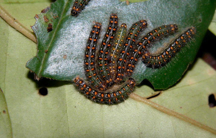 Figura 7. Larvas <i>Euselasia mystica</i> (Riodinidae), posición grupo dorsal, en la hoja de la planta <i>Eugenia acapulcensis</i> (Myrtaceae). 03-SRNP-3368-DHJ402271.jpg.