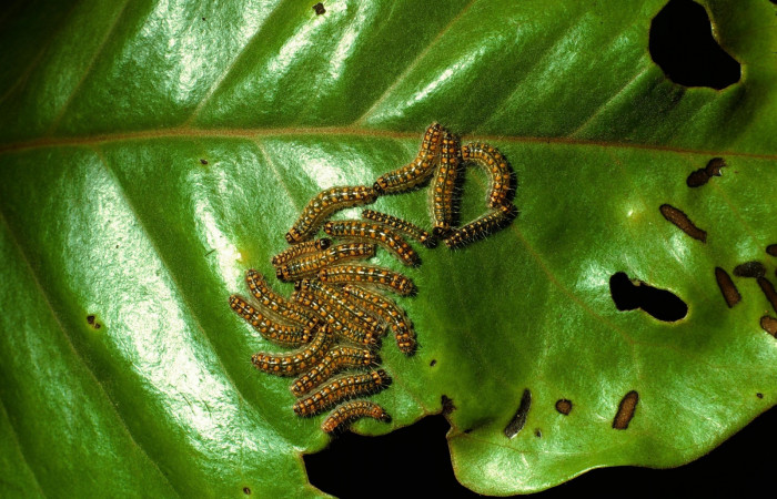 Figura 3. Larvas <i>Euselasia mystica</i> (Riodinidae), posición grupo, en la hoja de la planta <i>Eugenia acapulcensis</i> (Myrtaceae). 03-SRNP-3368-DHJ72390.jpg.