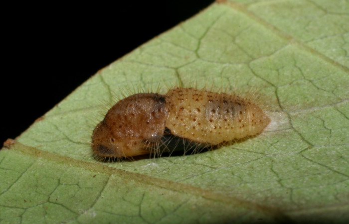 Figura 11. Pupa <i>Euselasia mystica</i> (Riodinidae), vista lateral, 07-SRNP-59416-DHJ429170.jpg