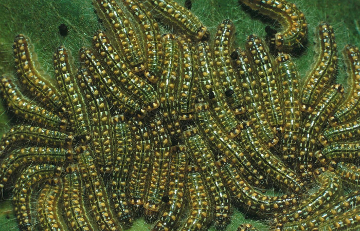 Figura 8. Larvas <i>Euselasia mystica</i> (Riodinidae), posición grupo dorsal, en la hoja de la planta <i>Eugenia acapulcensis[/]i (Myrtaceae). 87-SRNP-1100-DHJ10193.jpg.