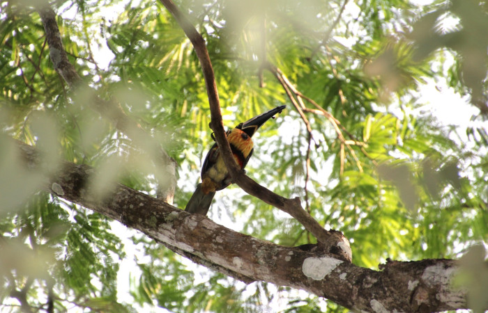 Fig. 3 Adulto <i>Pteroglossus torquatus</i> (Ramphastidae) llegando para entregar alimento en su nido, 23 de mayo 2024 Estación Biológica Los Almendros, Sector El Hacha ACG. Foto. Roster Moraga
