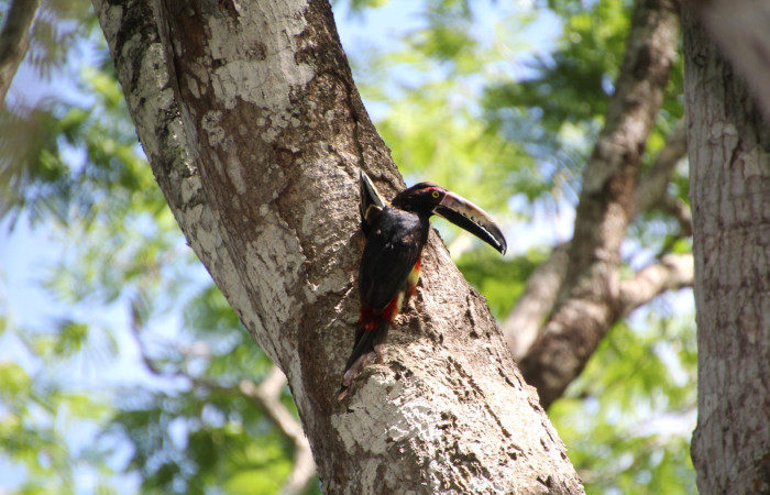 Fig. 4 Adultos <i>Pteroglossus torquatus</i> (Ramphastidae) pareja entregando alimento en su nido, 27 de mayo 2024 Estación Biológica Los Almendros, Sector El Hacha ACG. Foto. Roster Moraga