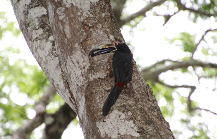 Fig. 5 Adulto <i>Pteroglossus torquatus</i> (Ramphastidae) llevando alimento a su cría en su nido, 30 de mayo 2024 Estación Biológica Los Almendros, Sector El Hacha ACG. Foto. Roster Moraga