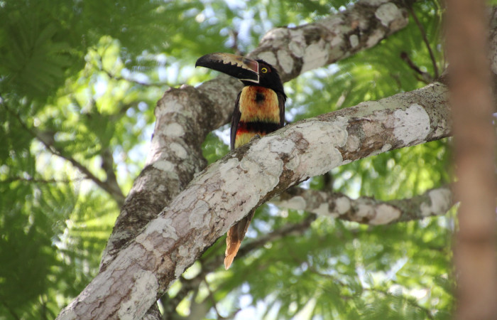 Fig. 7 Fig. 6 Adulto <i>Pteroglossus torquatus</i> (Ramphastidae) llegando a posarse cerca de su nido, 31 de mayo 2024 Estación Biológica Los Almendros, Sector El Hacha ACG. Foto. Roster Moraga
