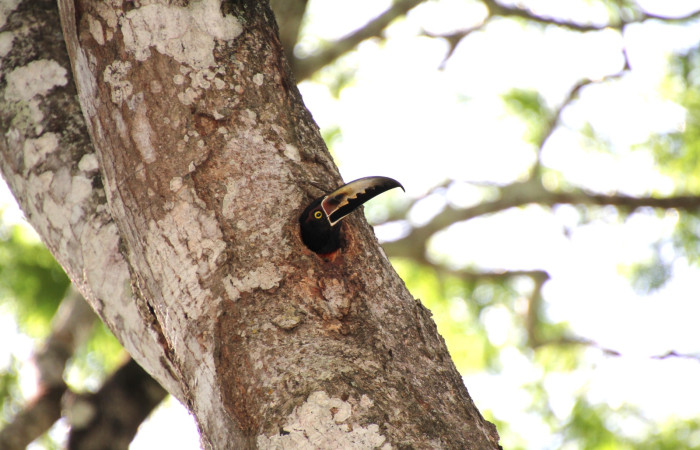 Fig. 8 Adulto <i>Pteroglossus torquatus</i> (Ramphastidae) adulto esperando la llegada del otro pájaro en su nido, 31 de mayo 2024 Estación Biológica Los Almendros, Sector El Hacha ACG. Foto. Roster Moraga