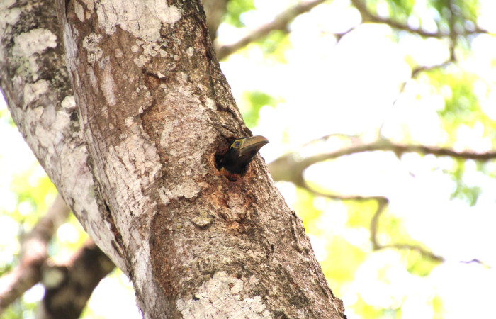 Fig. 9 Juvenil <i>Pteroglossus torquatus</i> (Ramphastidae) esperando ser alimentado en su nido, 05 de junio 2024 Estación Biológica Los Almendros, Sector El Hacha ACG. Foto. Roster Moraga
