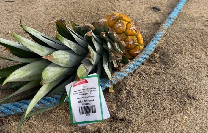 Restos de piña en isla San José, 23 de mayo 2024.   Fotografía Freddy Salazar