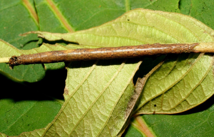 Figura 3. Larva <i>Epidromia pannosa</i> (Erebidae), en penúltimo estadío (PU), vista dorsal, localidad Sendero Carica Sector Pitilla ACG (660m). Voucher: 11-SRNP-32094-DHJ483856.jpg.
