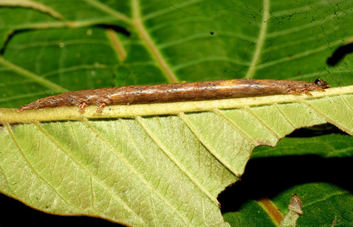 Figura 2. Larva <i>Epidromia pannosa</i> (Erebidae), en penúltimo estadío (PU), vista lateral, localidad Sendero Carica Sector Pitilla ACG (660m). Voucher: 11-SRNP-32094-DHJ483857.jpg.
