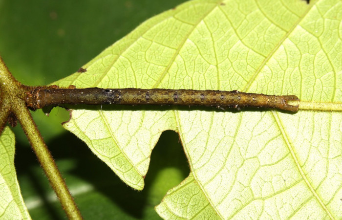 Figura 4. Larva <i>Epidromia pannosa</i> (Erebidae), en penúltimo estadío (PU), vista dorsal, localidad Loaiciga, Sector Pitilla ACG (445m). Voucher: 13-SRNP-30866-DHJ701124.jpg.
