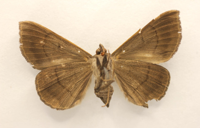 Figura 10. Adulto de <i>Epidromia pannosa</i> (Erebidae), hembra vista ventral, localidad Wege, Rincon Rain Forest ACG (346m). Voucher: 19-SRNP-27067-DHJ955761.jpg.