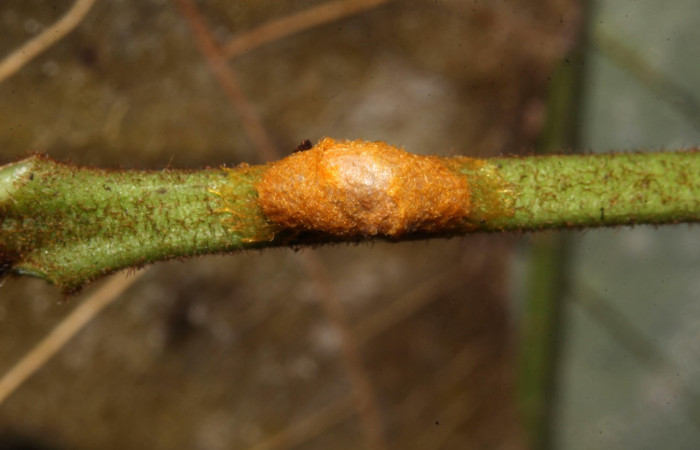 Figura 12. Capullo de parásito see vuocher de la familia (Braconidae), vista dorsal que ataca <i>Epidromia pannosa</i> (Erebidae), localidad Loaiciga Sector Pitilla ACG (445m). Voucher: 19-SRNP-30939-DHJ765333.jpg.