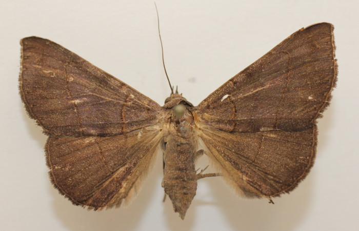 Figura 1. Adulto <i>Epidromia pannosa</i> (Erebidae), vista ventral , localidad. Estacion Botarrama  Sector Rincon Rain Forest ACG (160m).  Voucher:19-SRNP-45881-DHJ961486.jpg.