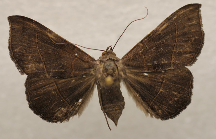 Figura 15. Adulto de <i>Epidromia linearis</i> (Erebidae), hembra vista dorsal, localidad Medrano, Sector Pitilla ACG (380m). Voucher: 19-SRNP-70913-DHJ951672.jpg.