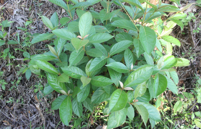 Figura 16. Planta hospedera de larva <i>Epidromia pannosa</i> (Erebidae), esta planta se llama <i>Byrsonima crassifolia</i> (Malpighiaceae), localidad Medrano, Estación Biológica Quica Sector Pitilla ACG (380m), foto: Ricardo Calero, 21 
Mayo 2024.