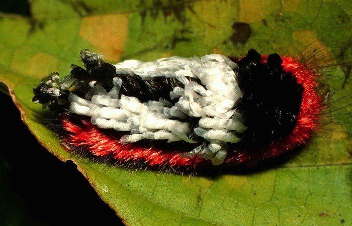 Fig 1. Larva <i>Tarchon</i> felderiDHJ01, dorsal entero, en último estadio, FAcon una medida de 19 mm de largo. Voucher 00-SRNP-12135-DHJ55039.jpg