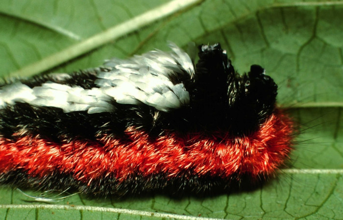 Fig 3. Larva <i>Tarchon</i> felderiDHJ01, parte del tórax de la larva, en ultimo estadio, con una medida de 33 mm de largo.   Voucher 01-SRNP-2415-DHJ60316.jpg