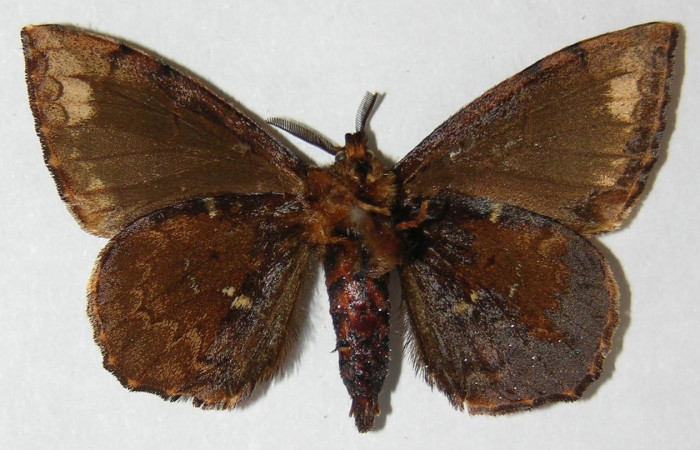 Fig. 15. Adulto <i>Tarchon</i> felderiDHJ02, vista ventral (Macho) mide 38 mm en alas abiertas.  Voucher 02-SRNP-23909-DHJ516053