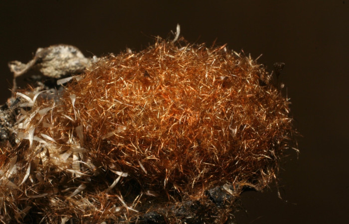 Fig 5. Prepupa de larva <i>Tarchon</i> felderiDHJ01. Sector Santa Rosa.  Voucher 04-SRNP-3328-DHJ420375.jpg