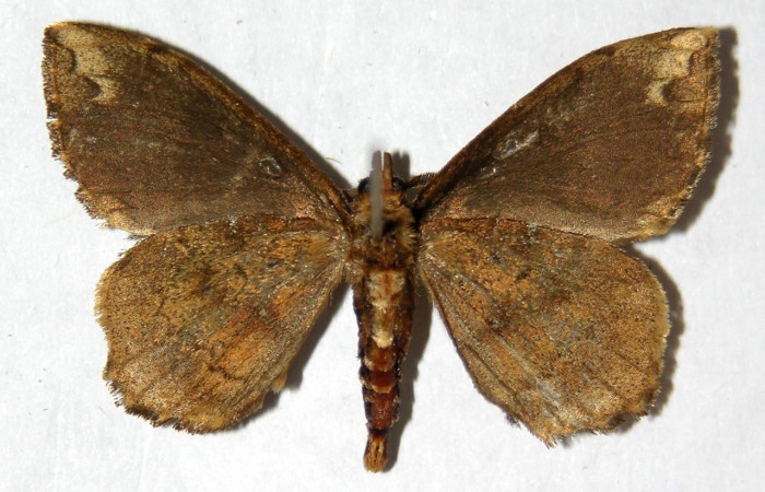 Fig 10. Adulto <i>Tarchon</i> felderiDHJ01, vista ventral (macho), mide  29 mm en alas abiertas.  Voucher 04-SRNP-45036-DHJ330149.