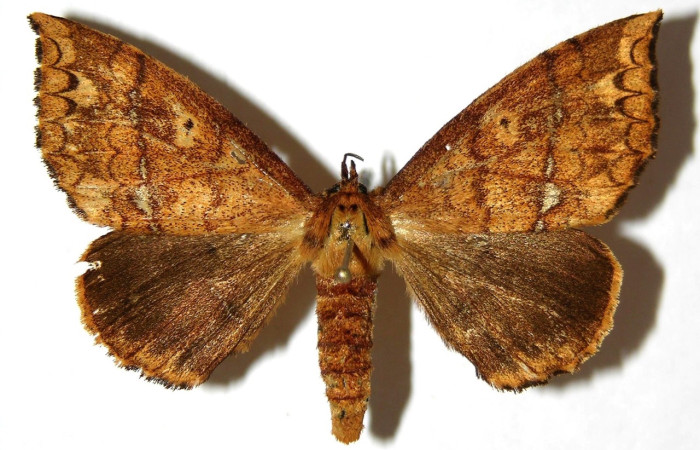 Fig 9. Adulto <i>Tarchon</i> felderiDHJ01, vista dorsal (hembra), mide  46 mm en alas abiertas. Voucher 04-SRNP-60176-DHJ330164.