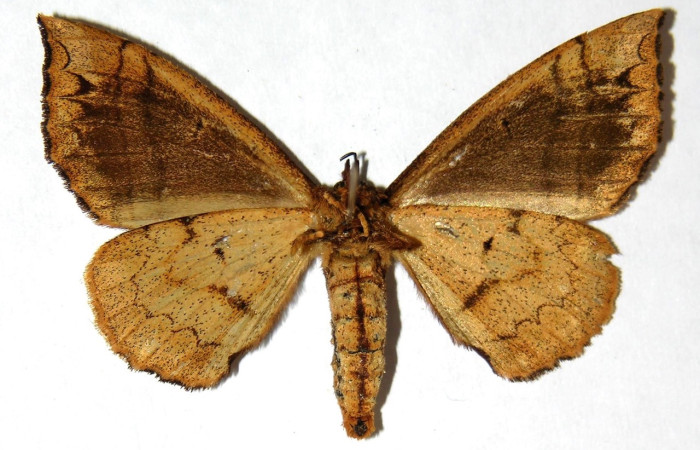 Fig 13. Adulto <i>Tarchon</i> felderiDHJ02, vista ventral (Hembra) mide 46 mm en alas abiertas.  Voucher 04-SRNP-60176-DHJ330165