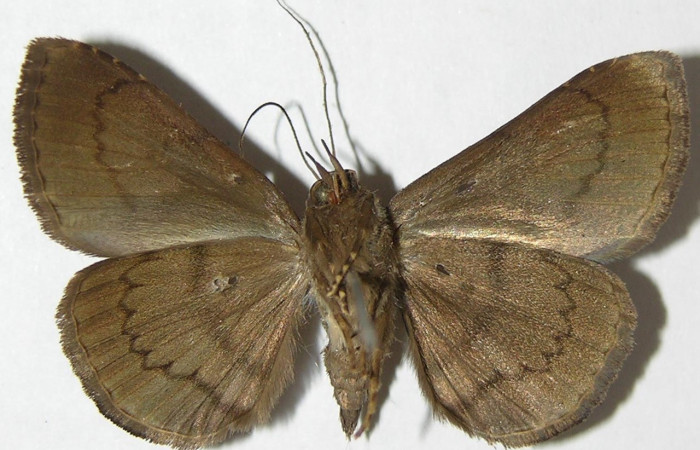 Figura 14. Adulto de <i>Eulepidotis pavo</i> (Erebidae), hembra vista ventral, localidad Loaiciga Sector Pitilla ACG (445m). Voucher: 08-SRNP-31370-DHJ396943.jpg.